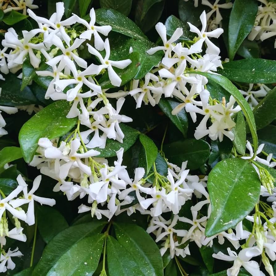 Amazon.com : 2 Jasmine Plants Live, Climbing Jasmine Flower Plant