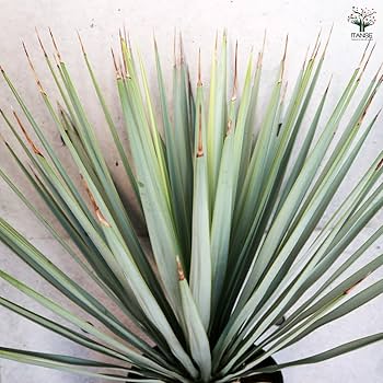 Amazon｜ITANSE ユッカ リギダ 10号 1個売り【品種で選べる観葉