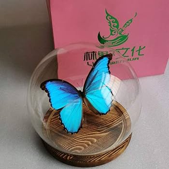 Amazon | Morpho Menelaus,Morpho Didius、蝶の昆虫標本、本物の蝶の