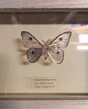 Amazon.co.jp: アポロヤママユ 41ミリ : 文房具・オフィス用品