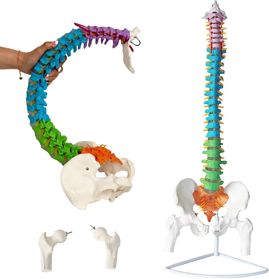 Amazon.co.jp: Ynaioang 脊椎骨盤モデル 色付きの柔軟な脊椎解剖モデル