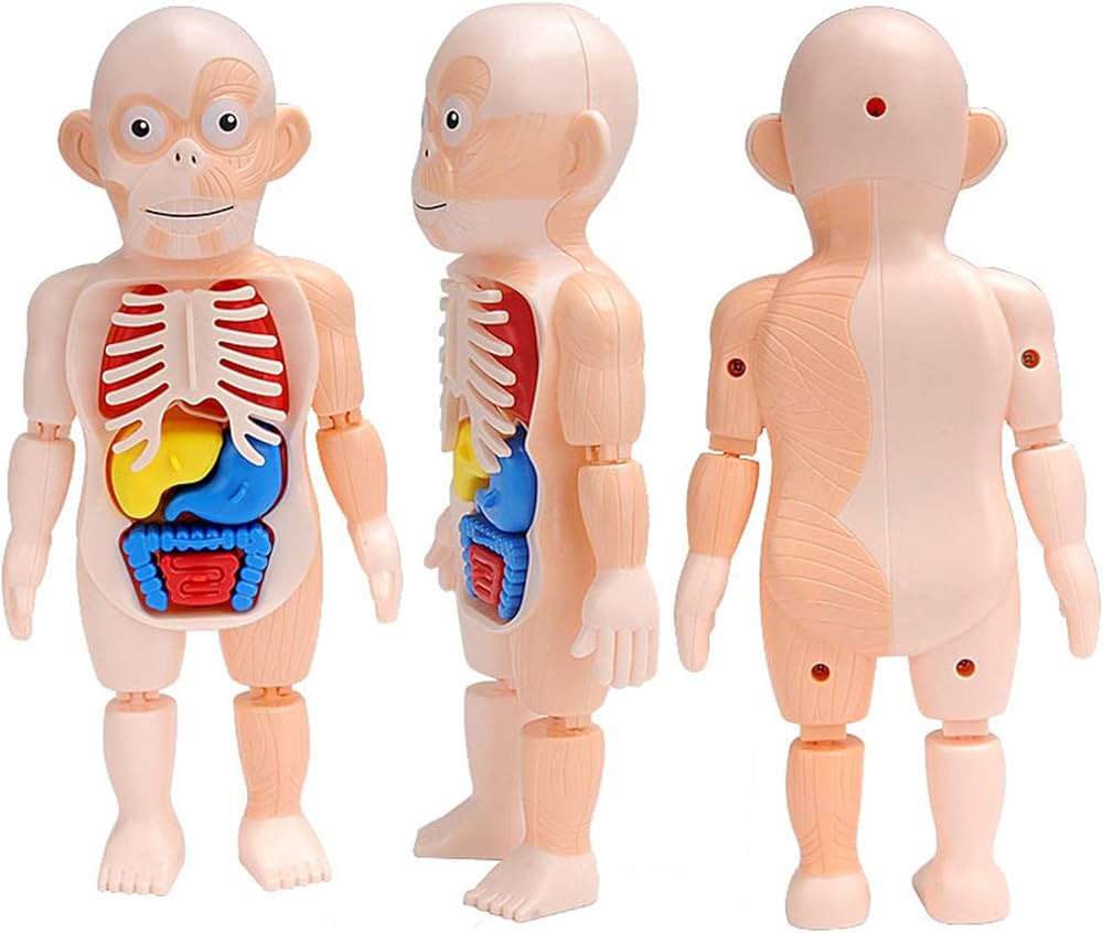 Amazon.co.jp: 人体模型 おもちゃ 人体解剖モデル 理科室の模型復元