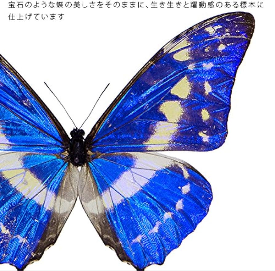 Amazon.co.jp: 蝶の標本 キプリスモルフォ Morpho cypris モルフォ