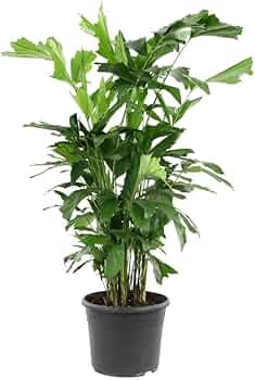 61mYDPV3LWL._AC_UF350,