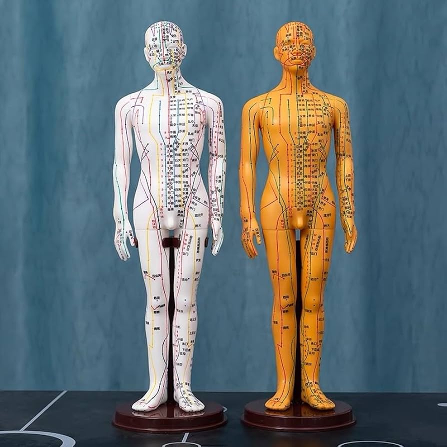 Amazon.co.jp: 鍼灸モデル鍼灸経絡モデル鍼灸モデル鍼灸経穴模型 人体