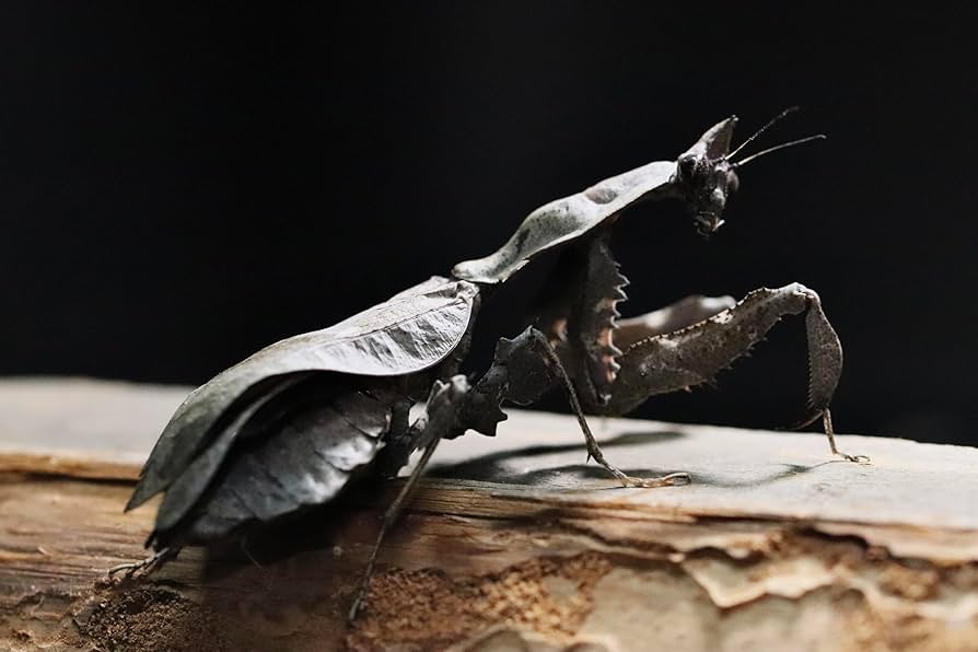 Amazon.co.jp: マオウカレハカマキリ Parablepharis kuhlii