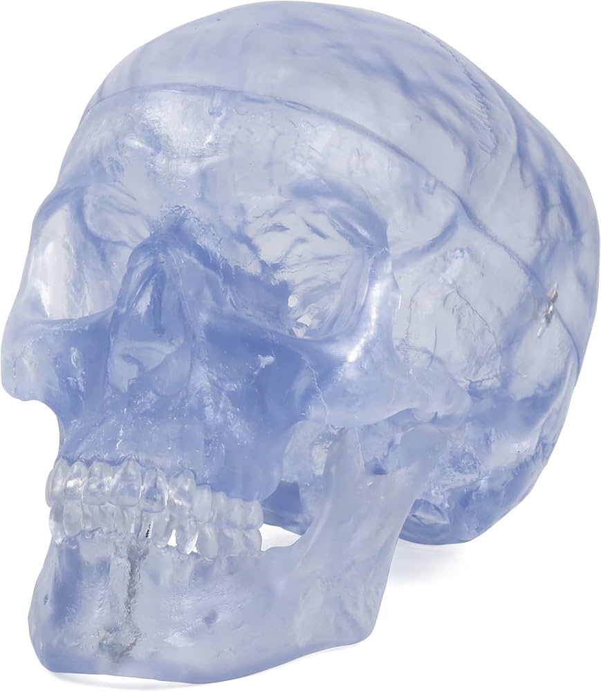 Amazon.co.jp: 透明な頭蓋骨模型 - 頭蓋透明モデル - 3B Scientific