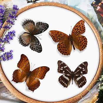 Amazon.co.jp: EGEN 12匹の本当の標本の蝶-蝶の標本の芸術品の材料で