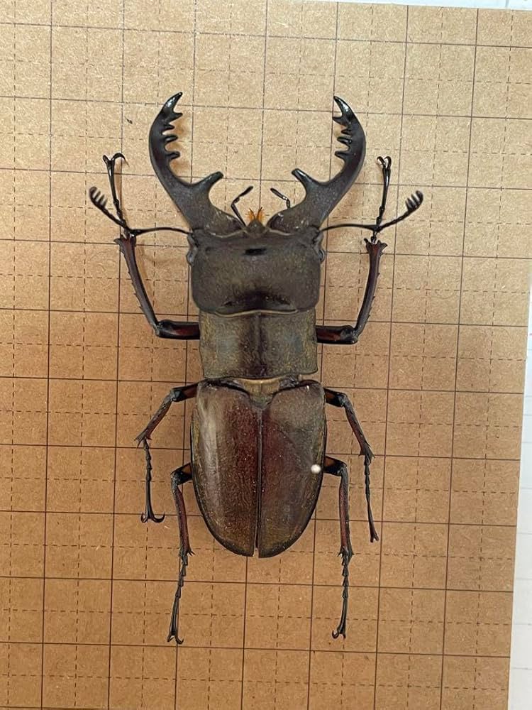 Amazon.co.jp: ミヤマクワガタ 67mm 標本 : ペット用品