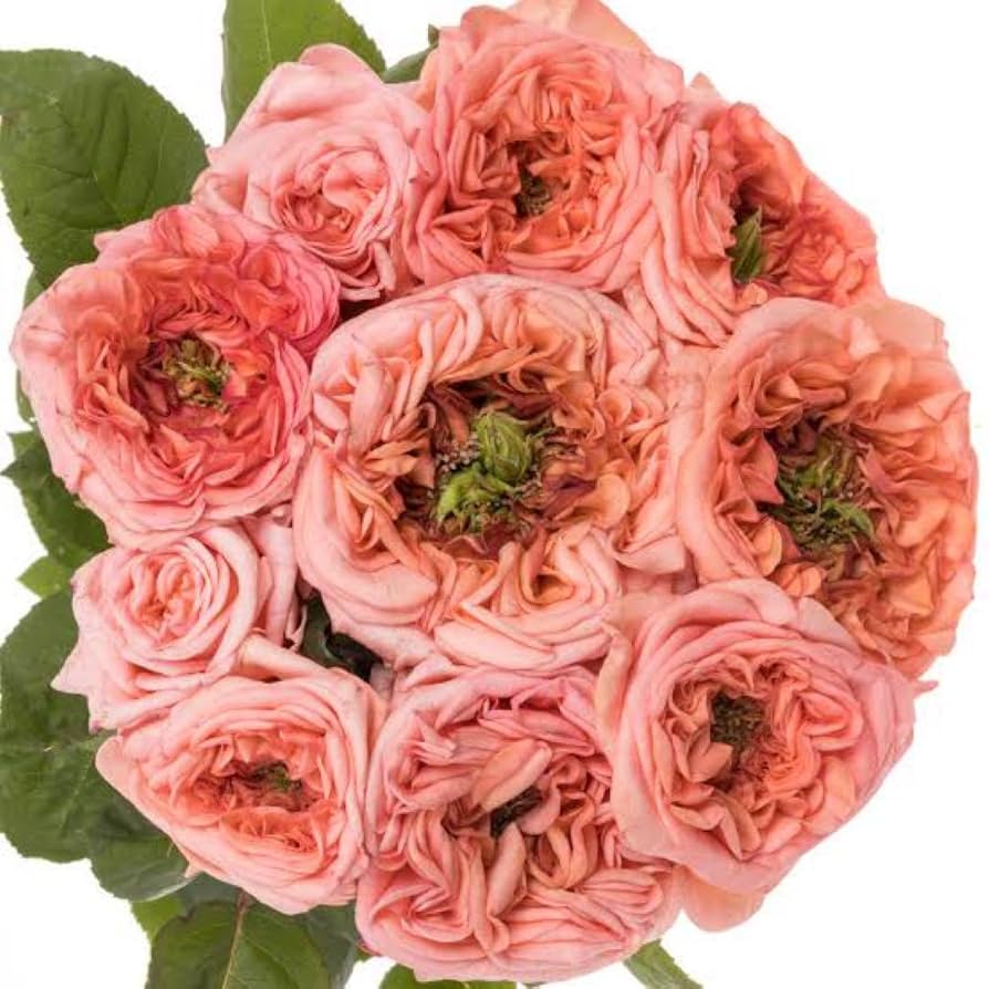 ひみは」 和バラ苗 切り花品種 レアバラ 2点 Maimai」切り花品種バラ苗