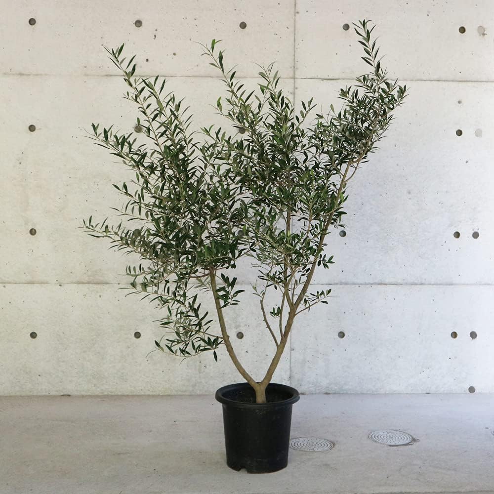 非売品レア】 FEBRUARY 扇子 ブリリアントグリーン 激レア】 February