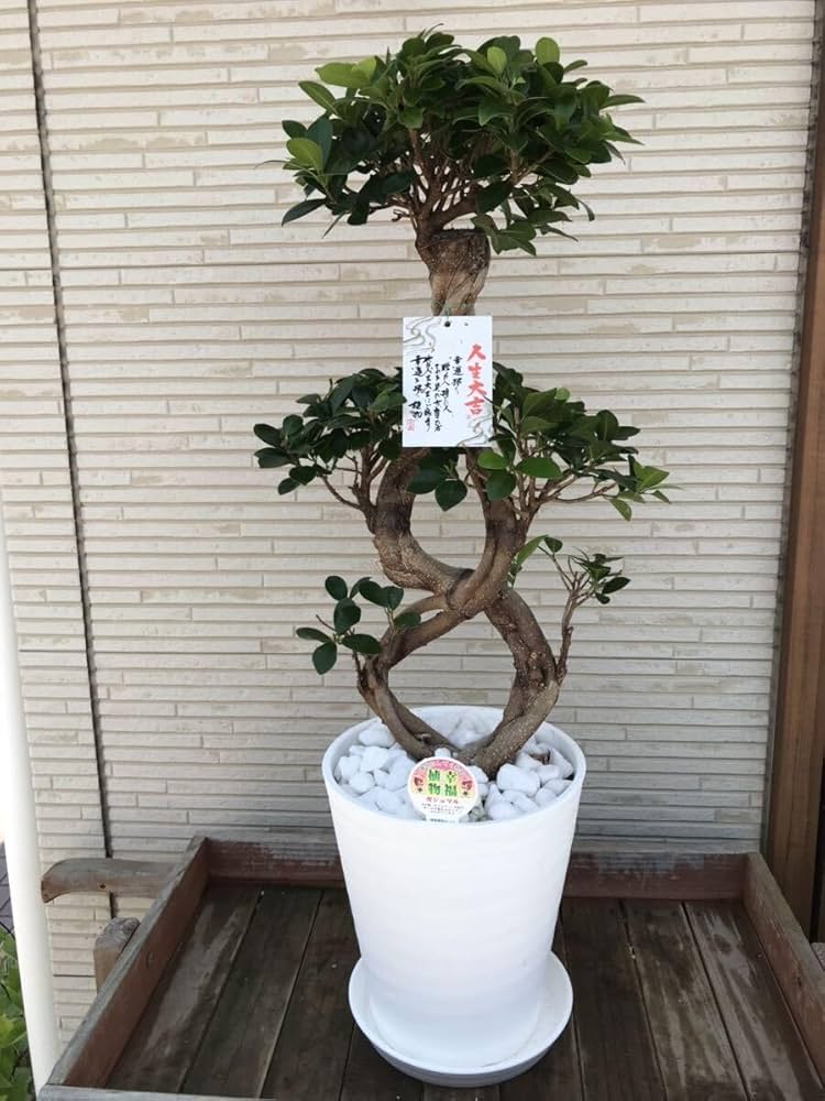 Amazon.co.jp: ガジュマル エイト 8の字仕立て 8号サイズ 多幸の木