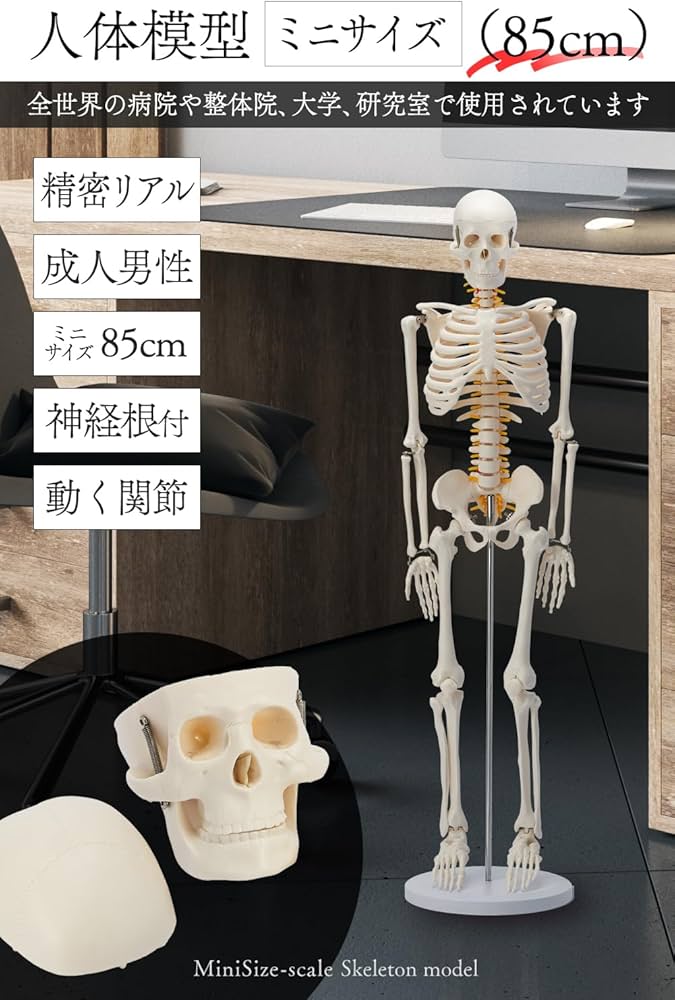 Amazon.co.jp: 【国際規格認証品】ミニ 人体模型 85cm 神経根有り 全身