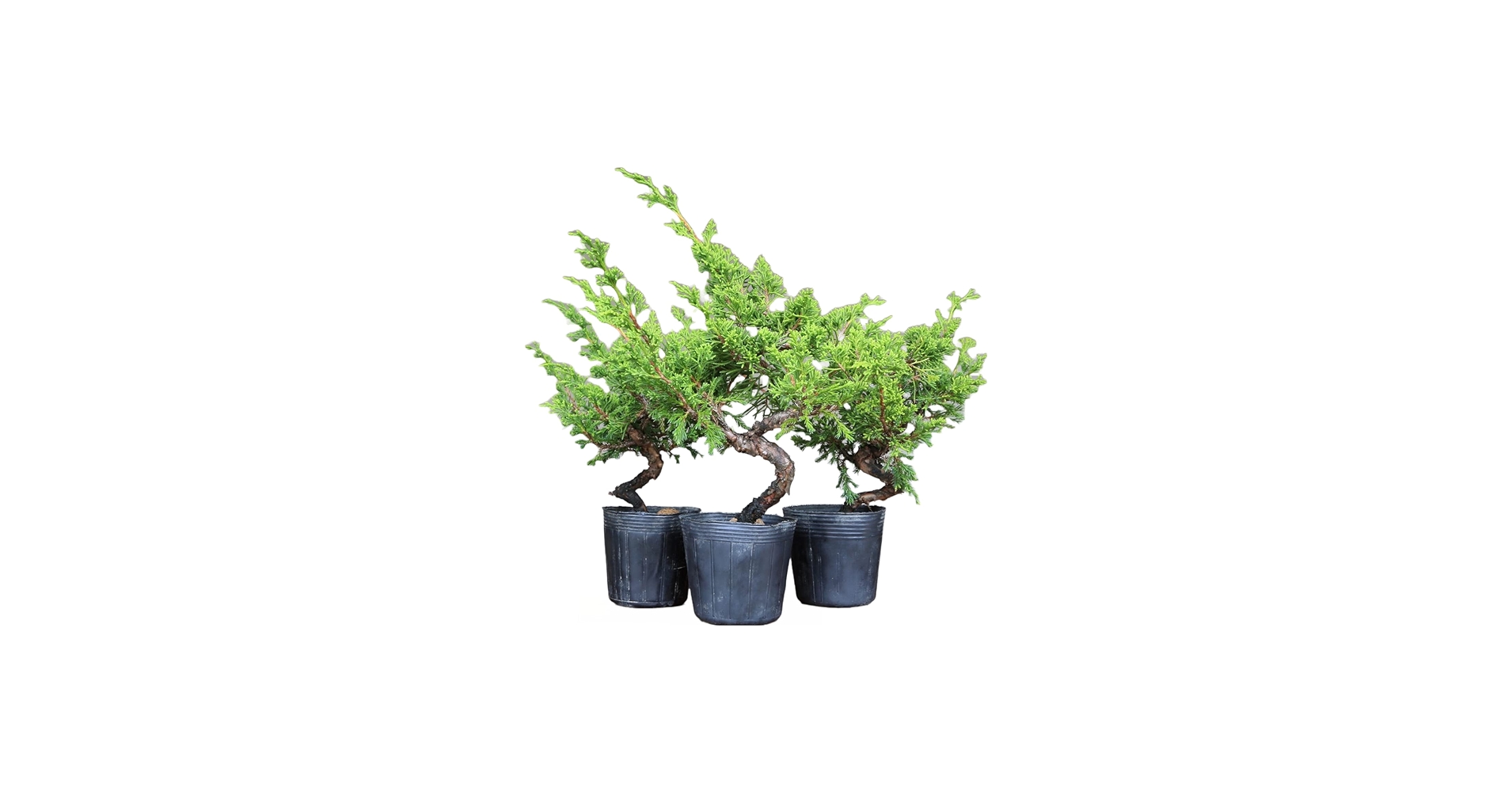 Amazon.co.jp: 糸魚川真柏 盆栽 素材・苗木 3本セット 【泰寿園 Online