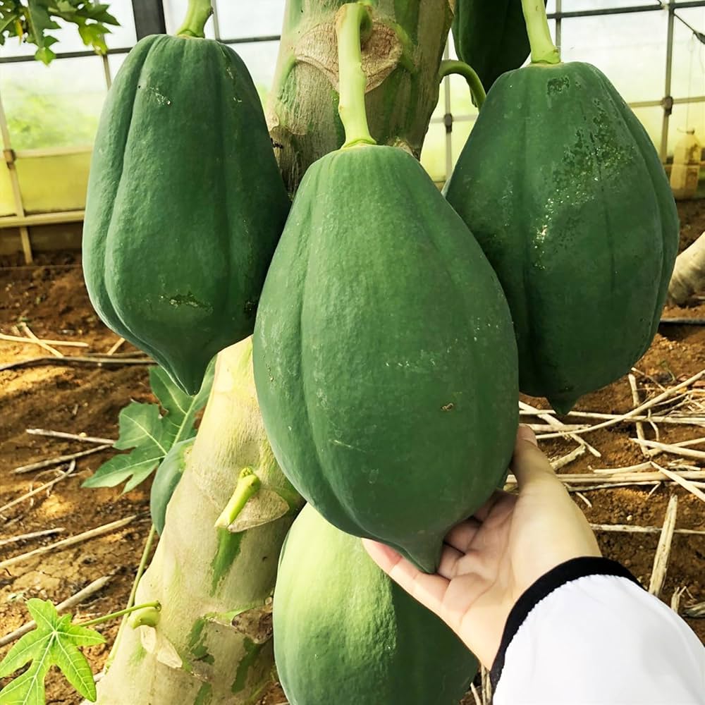 keins様-専用出品 茎1kg 実600g (国産・高品質)乾燥パパイヤの茎