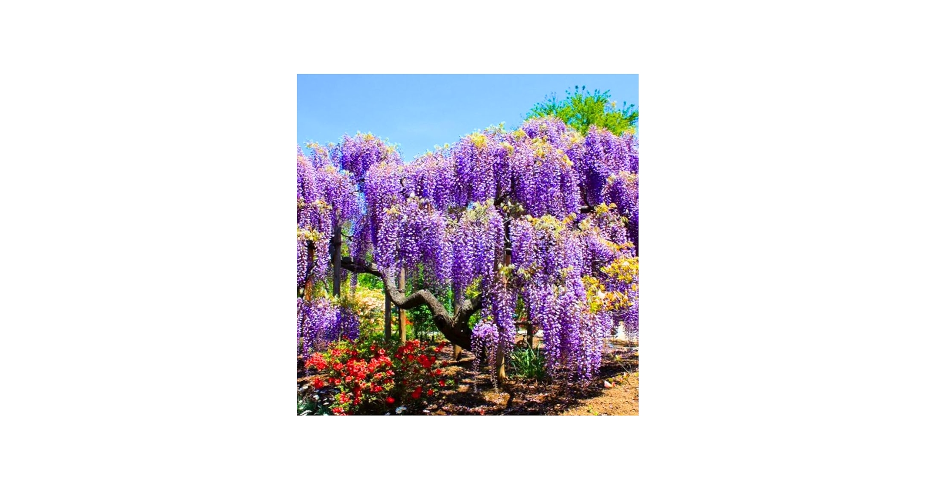 Amazon.com : Set 3 Purple Wisteria Live Plants, 6 to 12 Inches
