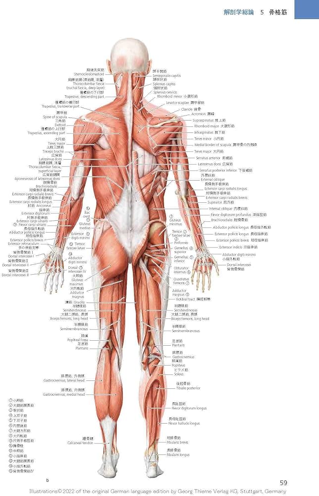プロメテウス解剖学アトラス 解剖学総論/運動器系 第4版 | 坂井 建雄