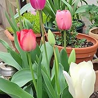 Amazon | ごちゃまぜ てんこ盛り おまかせチューリップ 球根 500球