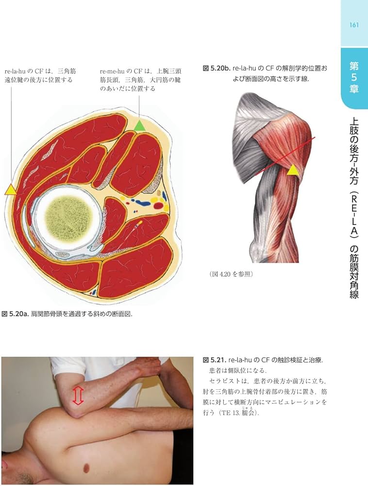 Amazon.co.jp: 筋膜マニピュレーション 実践編 レベル2原著第2版