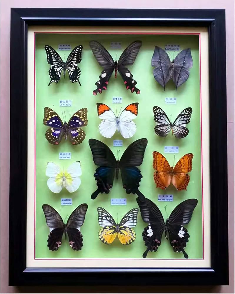 Amazon.co.jp: 昆虫標本、蝶標本ディスプレイ、額装された美しい蝶の壁