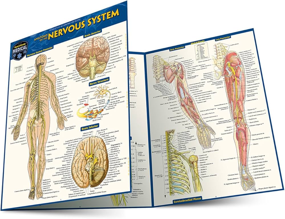 Anatomy of the Nervous System: a QuickStudy Laminated Reference