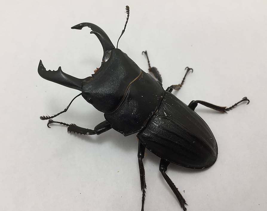 スジブトヒラタ大型♂標本 スジブトヒラタ大型♂標本 スジブトヒラタ