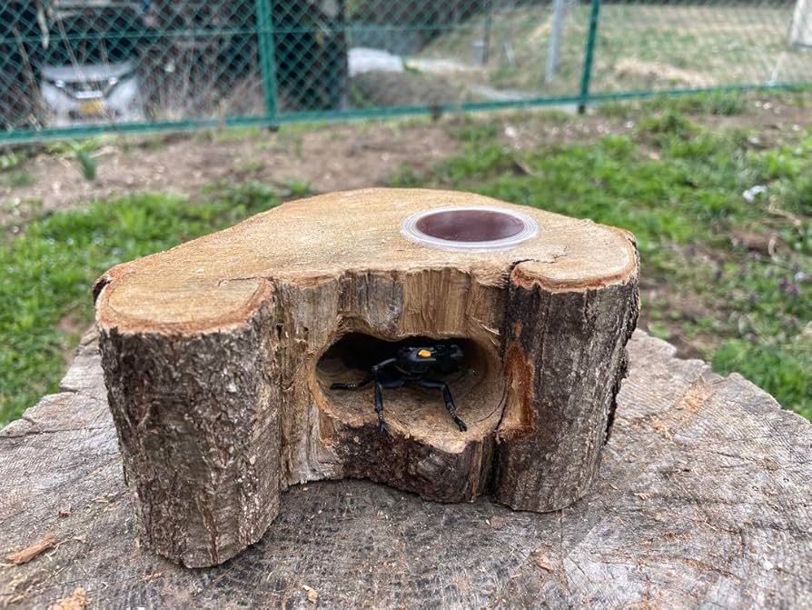 Amazon.co.jp: クワリウム 登り木 エサ台 シェルター : ペット用品