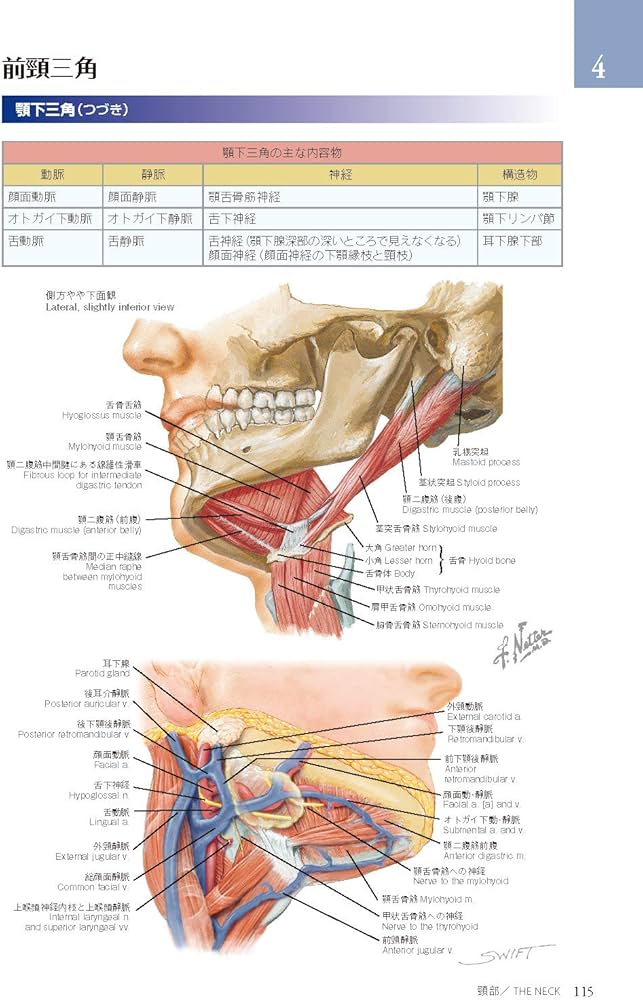 ネッター頭頸部・口腔顎顔面の臨床解剖学アトラス 原著第3版 | Neil S