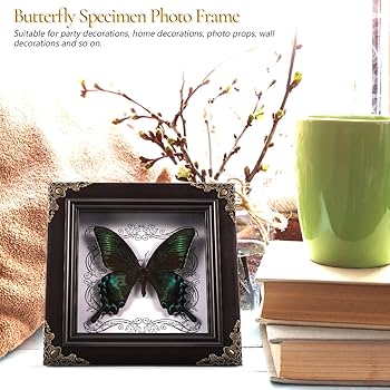 Amazon.co.jp: KESYOO 蝶の標本 フォトフレーム 標本展示枠 蝶