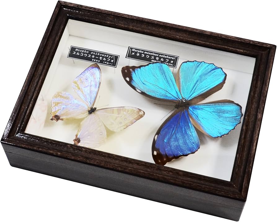 Amazon | 美しい蝶の標本 名和昆虫博物館企画・製作 メネラウス