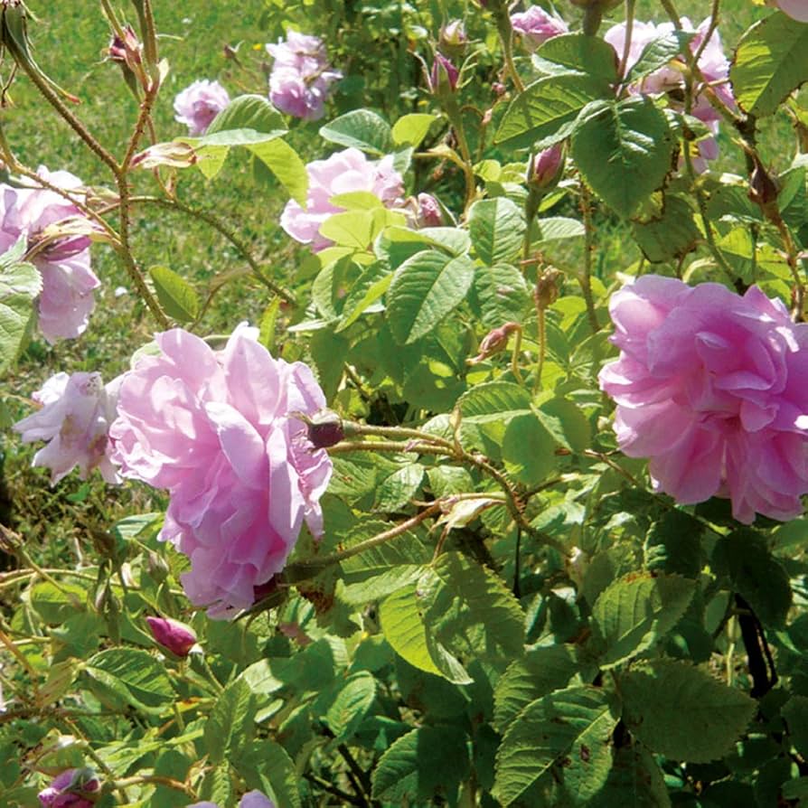 Amazon.co.jp: NEAL'S YARD REMEDIES(ニールズヤードレメディーズ