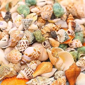 Amazon.co.jp: siawadeky カラフル 貝殻 500g アソート セット 天然