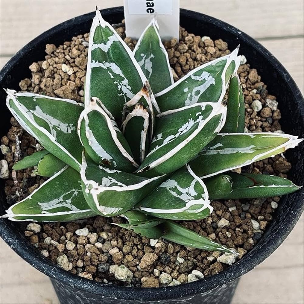 大特価！【アガべ 姫笹の雪白覆輪 中苗 子株付き】 2026年最新】姫笹の