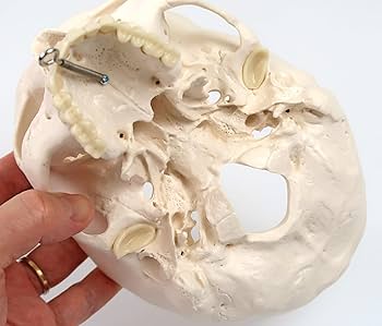 Amazon.co.jp: 実物大の頭蓋骨模型 - 頭蓋，標準型モデル - 3B