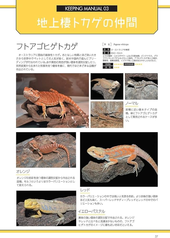 爬虫類飼育完全マニュアルvol.6 (SAKURA MOOK) | 笠倉出版社 |本