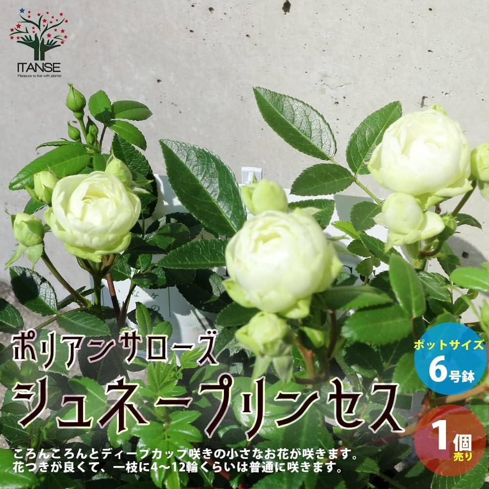 71XjdrzmJNL._AC_UF1000,