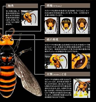 Amazon.co.jp: いきもの大図鑑アドバンス スズメバチ 全3種セット