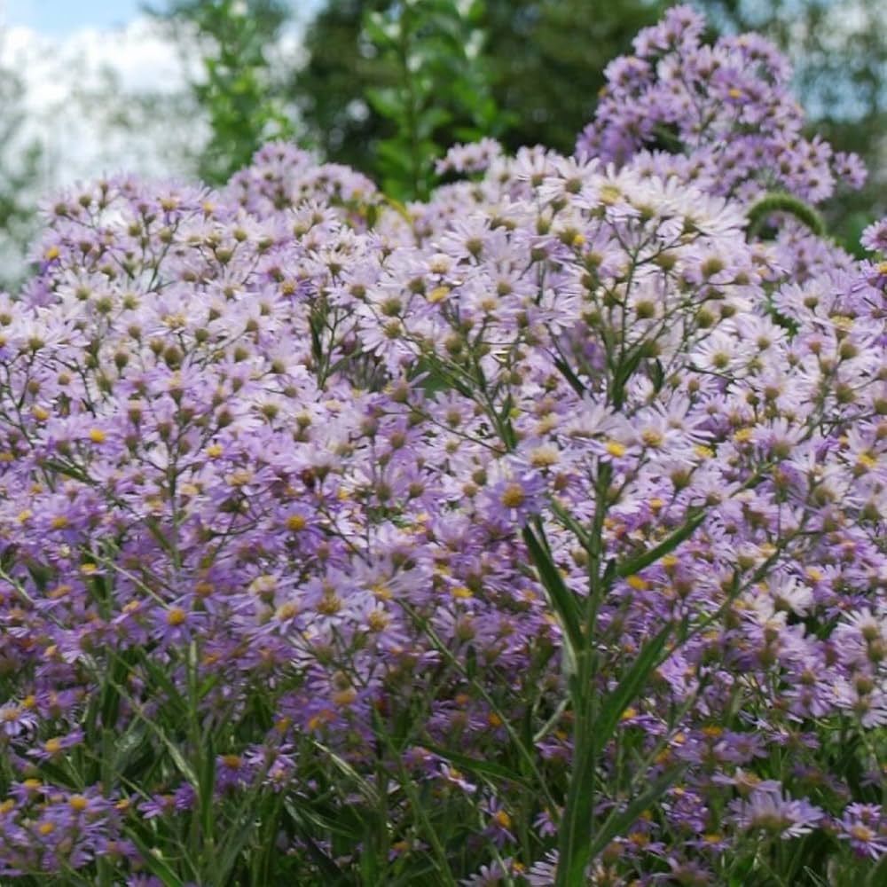 Amazon.co.jp: シオン（紫苑） 抜き苗 5株 多年草 宿根草 : ホビー