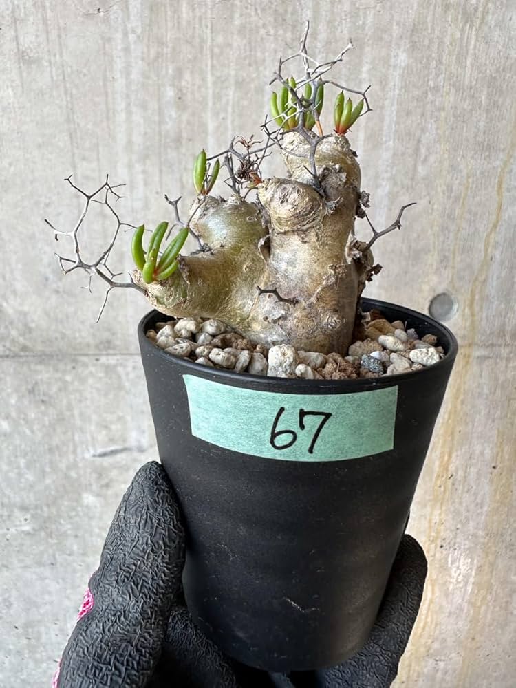 Amazon｜【現品限り】チレコドン・レティキュラータス 現地株 発根済み