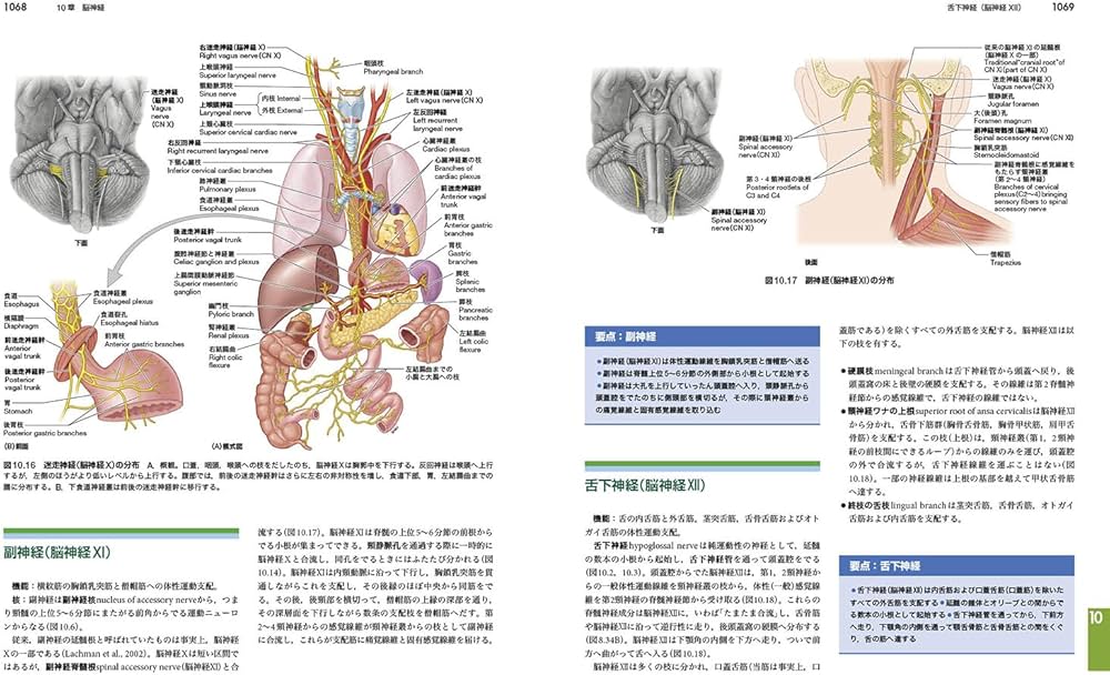 臨床のための解剖学 第3版 | 佐藤 達夫, 坂井 建雄 |本 | 通販 | Amazon