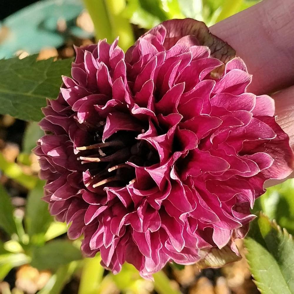 Amazon.co.jp: クリスマスローズ クレオパトラ レッド レア2粒 種 宿根