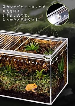 Amazon | Raineed 爬虫類 ケージ トカゲ 飼育セット カエル 水槽