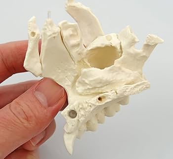 Amazon | 3B社 頭蓋骨模型 頭蓋骨22分解キットナチュラルカラー仕様