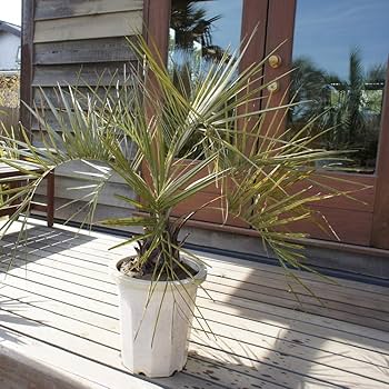 Amazon.co.jp: 耐寒性 ココスヤシ 10号 高さ約 100cm 【現品発送