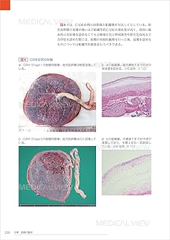 81--rChECSL._AC_UF350,