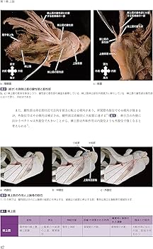 運動療法その前に! 運動器の臨床解剖アトラス | 北村清一郎, 工藤