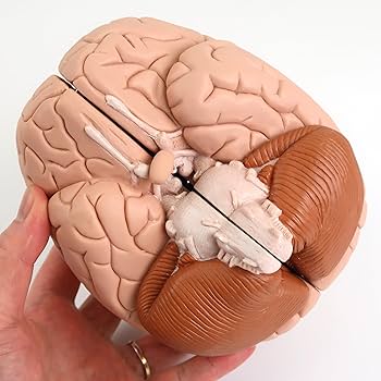 Amazon.co.jp: 脳の正中矢状面を観察できる脳模型 - 脳，2分解モデル