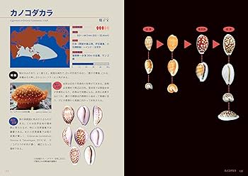 Amazon.co.jp: タカラガイ・ブック(改訂版)ー日本のタカラガイ図鑑ー