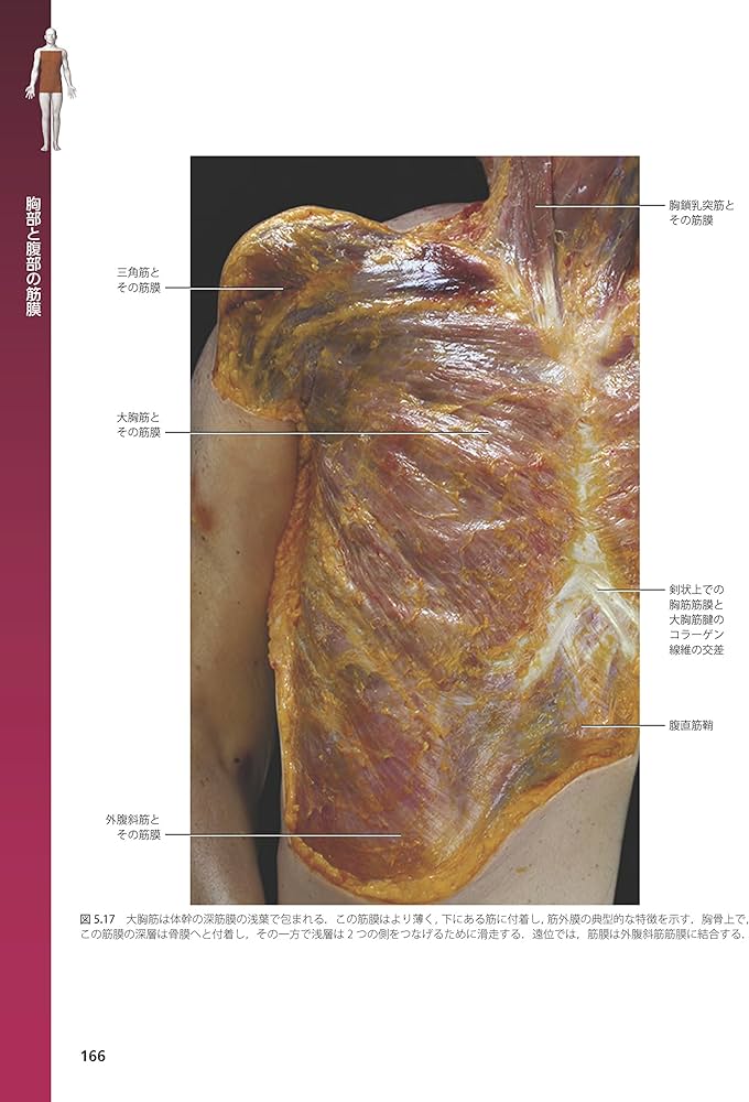 筋膜系の機能解剖アトラス | Carla Stecco, 竹井 仁 |本 | 通販 | Amazon