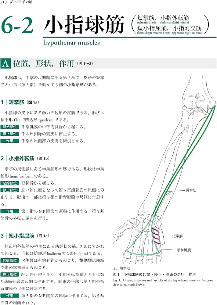 人体の骨格筋 上肢 | 坂井 建雄, 加藤 公太 |本 | 通販 | Amazon